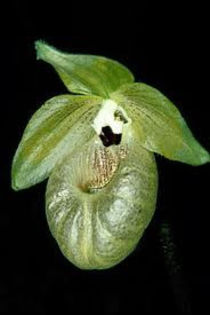 PAPHIOPEDILUM MALIPOENSE