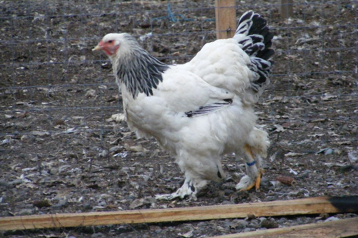 HERMINAT DESCHIS 2013 FAM. 4  (14) - BHD__FAM 4_____2013