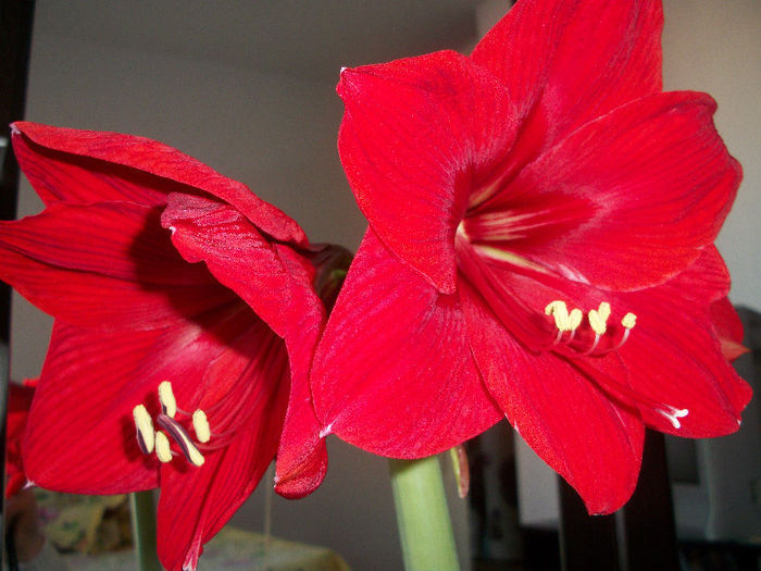 100_3367 - amaryllis red lion