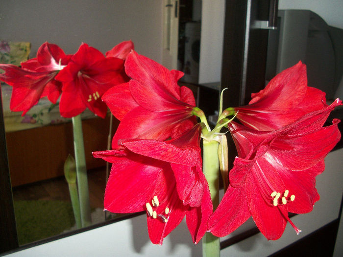 100_3372 - amaryllis red lion