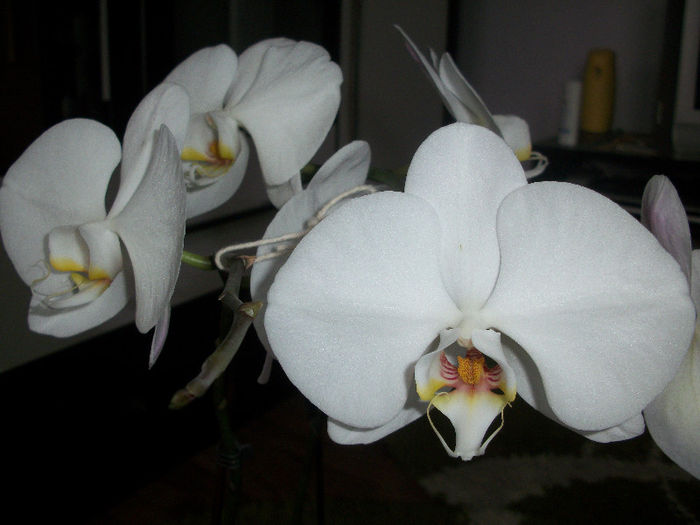 100_3295 - orhideea molie