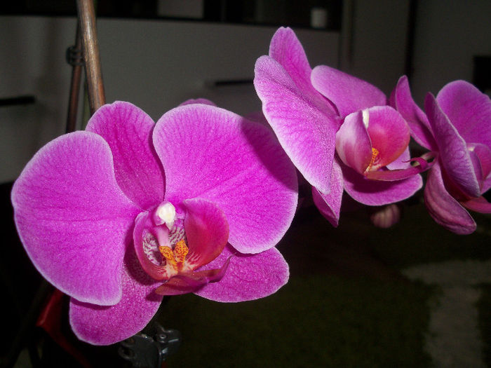 100_3305 - orhideea molie