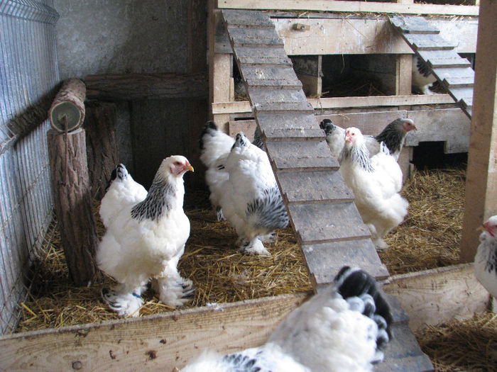 IMG_7066 - Gaini brahma