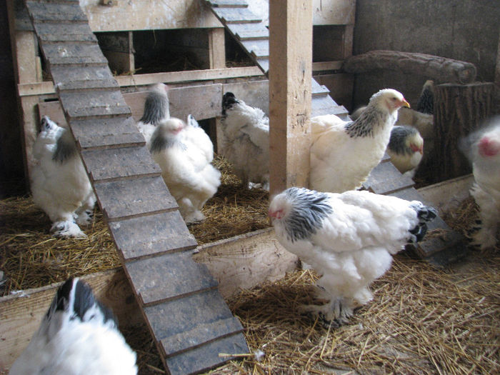 IMG_7067 - Gaini brahma