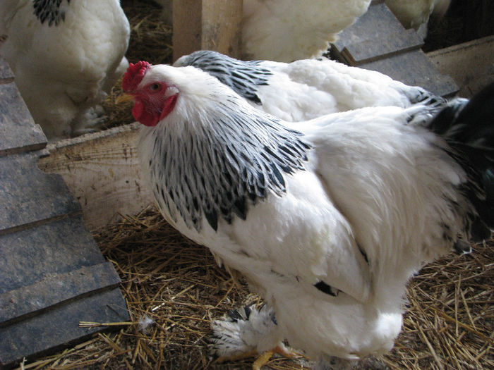 IMG_7068 - Gaini brahma