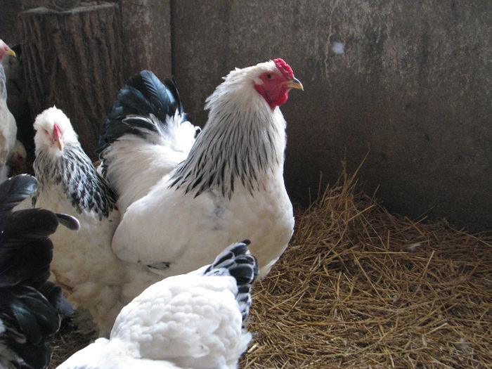 IMG_7070 - Gaini brahma