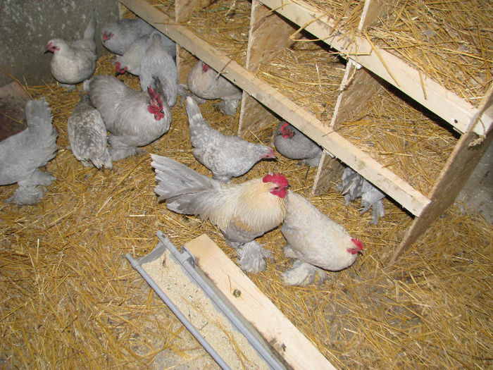 IMG_7129 - Gaini Mii de flori albastre