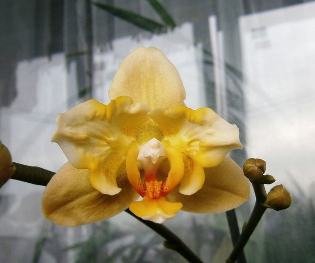 P3060016 - Reinfloriri orhidee 2013
