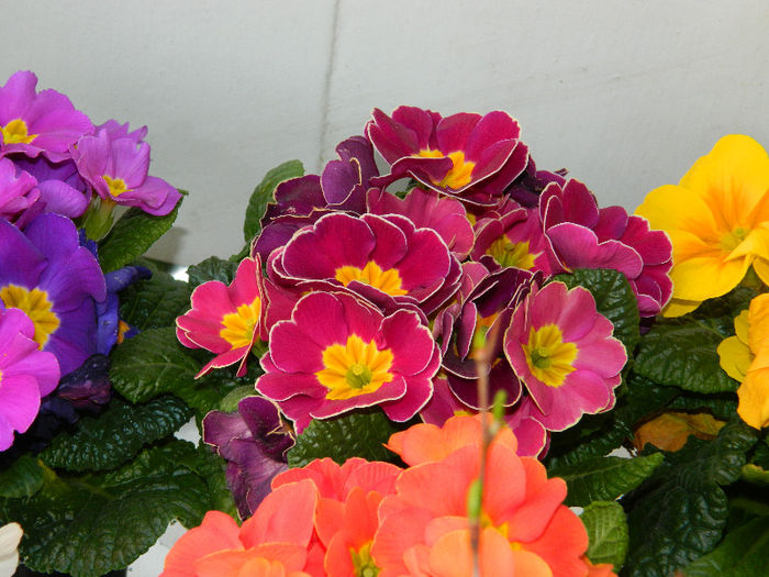 DSCN5346