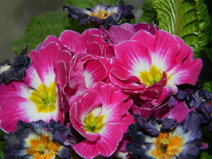 DSCN5349