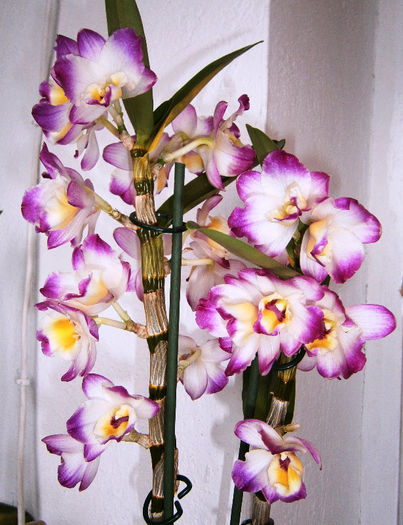 Dendrobium Line Dance Minuet