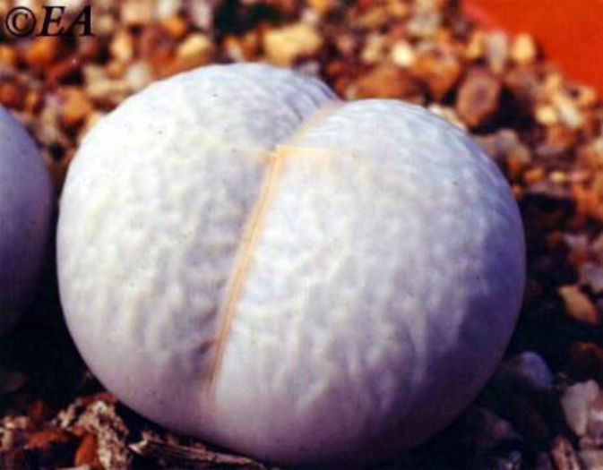 Dinteranthus_pole-evansii