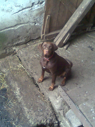 daad