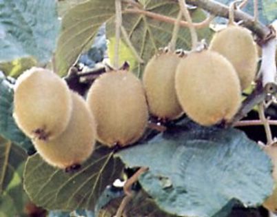 actinidia_chinensis_hayward.  30 - ARBUSTI FRUCTIFERI