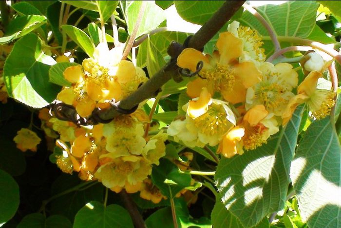 Actinidia-Tomuri-polenizator 30 - ARBUSTI FRUCTIFERI
