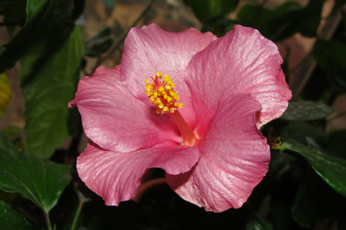  - Hibiscus Gommer 1
