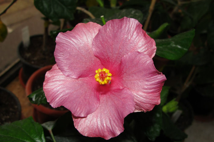 hibiscus Blue Toy - Hibiscus Gommer 1