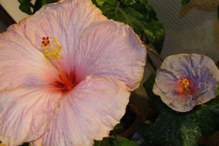 hibiscus Acadian Spring hibiscus  Tahitian Dreams - Hibiscus Gommer 1