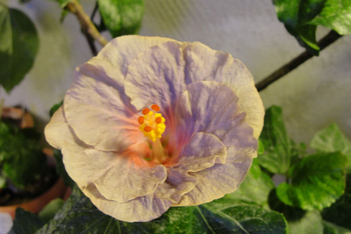  - Hibiscus Gommer 1