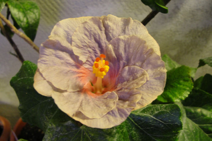  - Hibiscus Gommer 1
