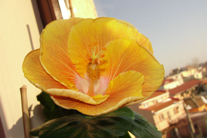  - Hibiscus Gommer 1
