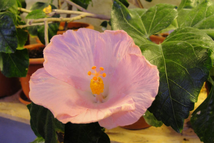 hibiscus Boondah - Hibiscus Gommer 1