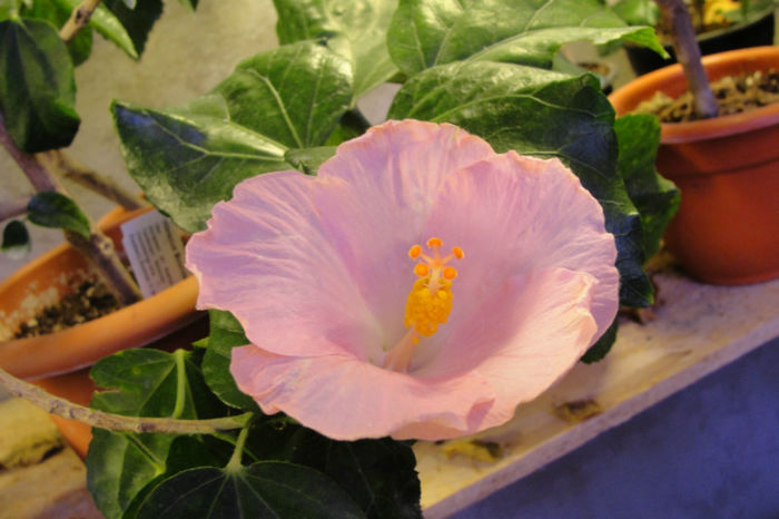  - Hibiscus Gommer 1