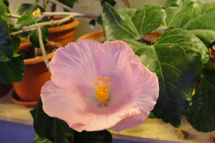  - Hibiscus Gommer 1