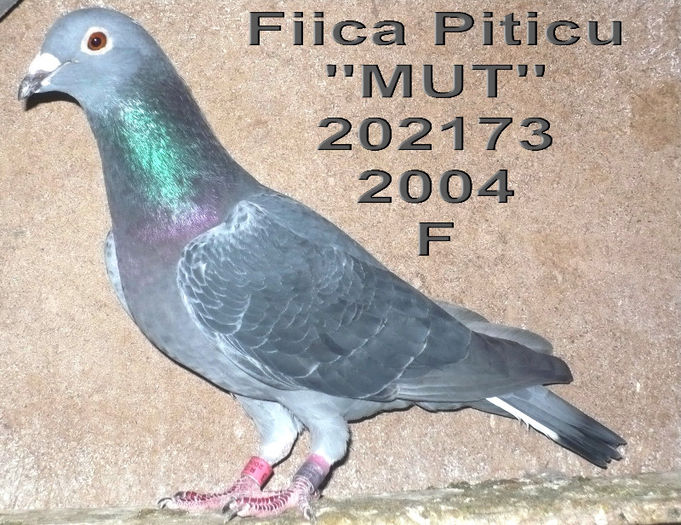 2004.202173.mut - 1-Matca-2013