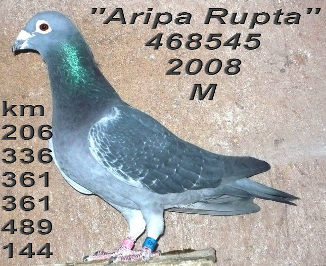2008.468545 rupta - 1-Matca-2013