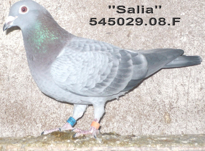 2008.545029. salia
