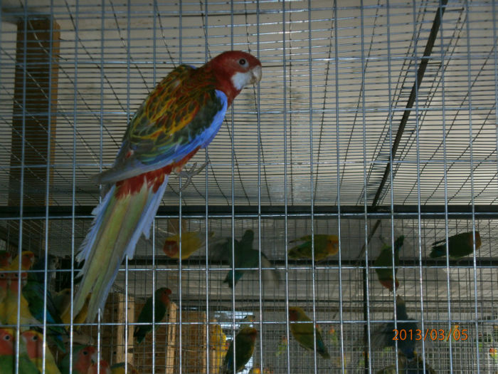 006 - Papagali Rosella