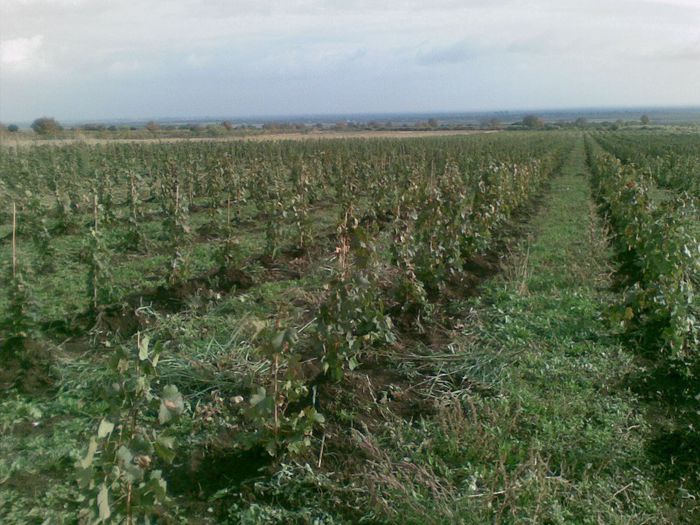 28102009(001) - Infiintare livezi si plantatii viticole