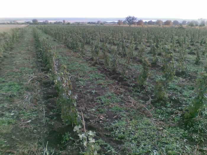 28102009(003) - Infiintare livezi si plantatii viticole