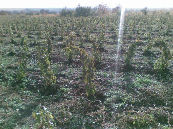 28102009(005) - Infiintare livezi si plantatii viticole