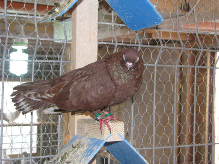 IMG_6952 - Copie (2)