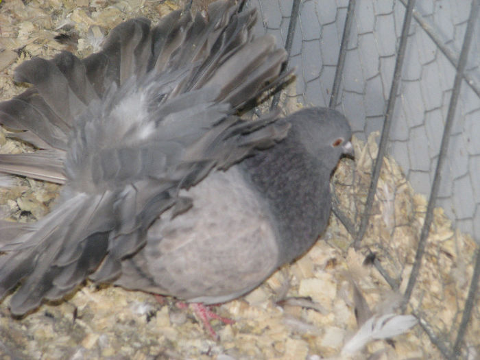 IMG_6953 - Copie - Copie (2)