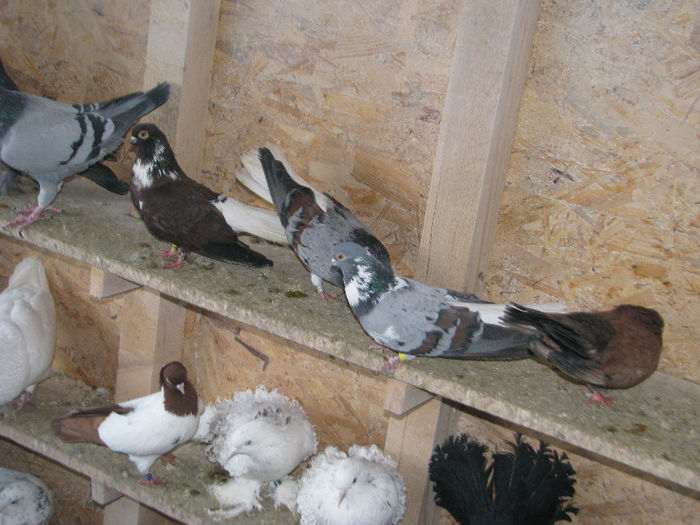 IMG_6879 - Copie - Copie