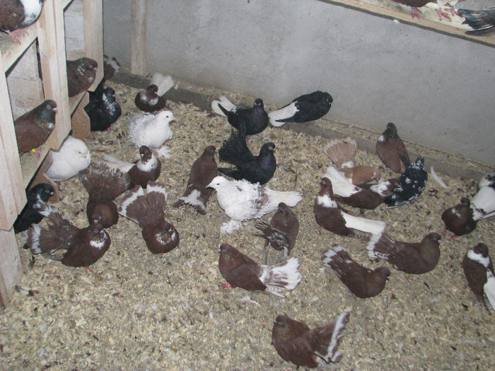 IMG_6859 - Alte Rase De Porumbei