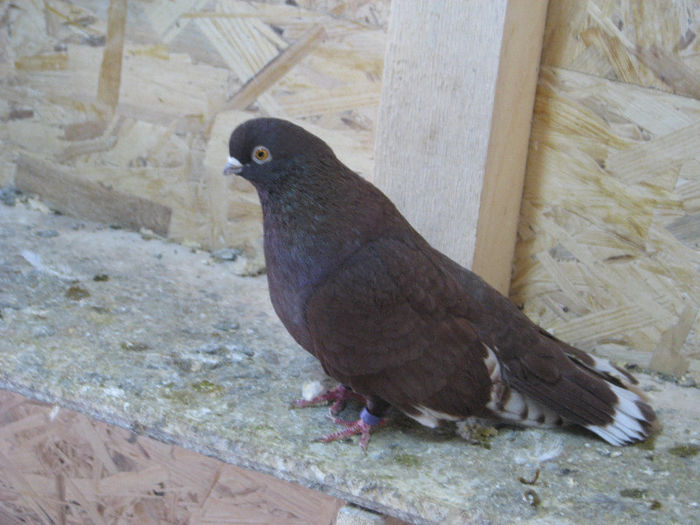 IMG_6838 - Copie - Alte Rase De Porumbei