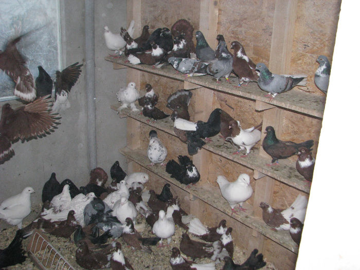 IMG_6314 - Alte Rase De Porumbei