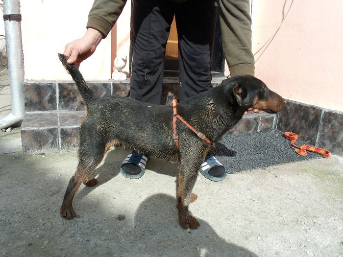 astor pierdut la datorie