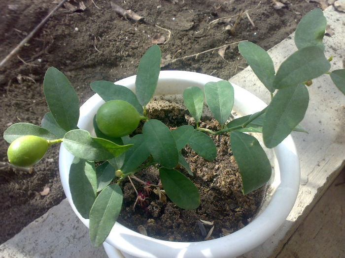 Lamai! update 07.03.2013 - plante