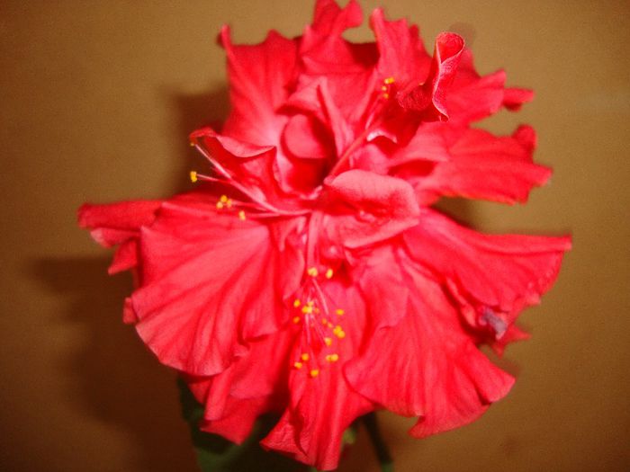  - hibiscusi