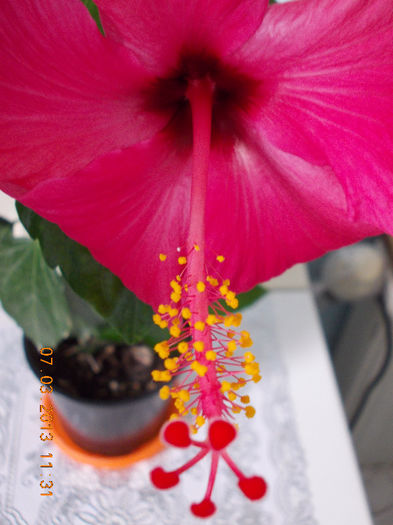 7 martie 2013-flori 043