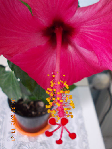 7 martie 2013-flori 042