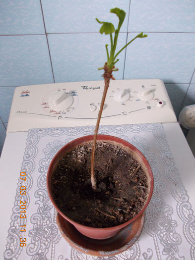 gingko biloba - martie 2013