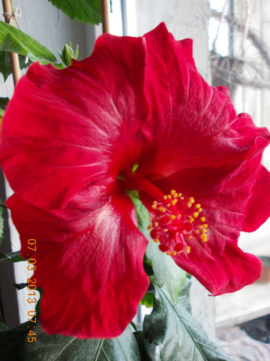 hibi rosu , de la mama... - hibiscus -1