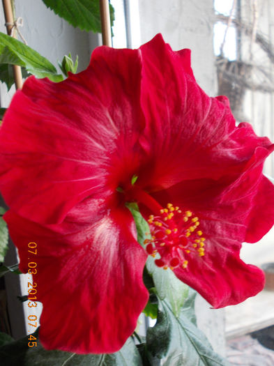 7 martie 2013-flori 010 - hibiscus -1