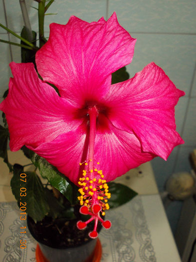 hibi ciclam simplu - hibiscus -1